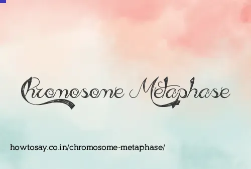 Chromosome Metaphase