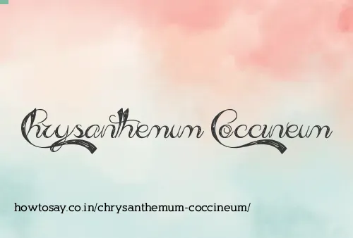 Chrysanthemum Coccineum