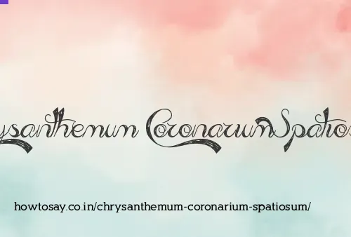 Chrysanthemum Coronarium Spatiosum