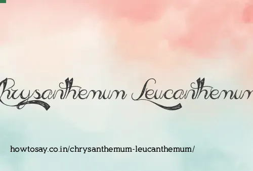 Chrysanthemum Leucanthemum