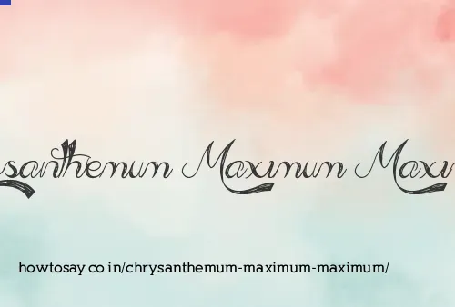 Chrysanthemum Maximum Maximum