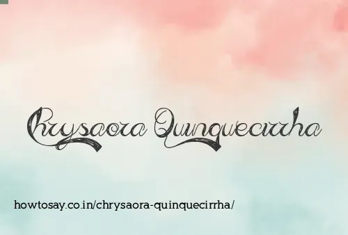 Chrysaora Quinquecirrha