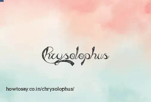 Chrysolophus