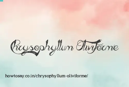 Chrysophyllum Oliviforme