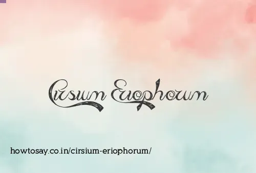 Cirsium Eriophorum