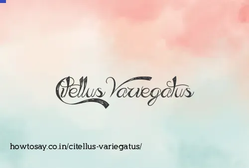 Citellus Variegatus