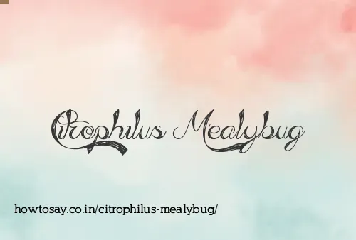 Citrophilus Mealybug