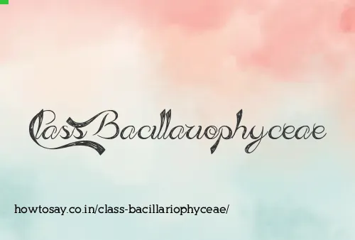 Class Bacillariophyceae