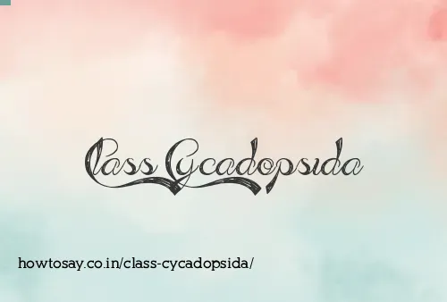 Class Cycadopsida