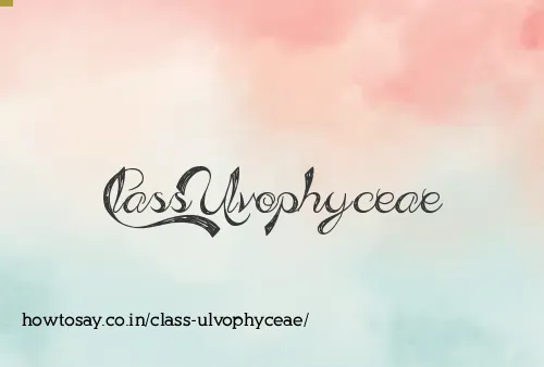 Class Ulvophyceae