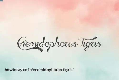 Cnemidophorus Tigris
