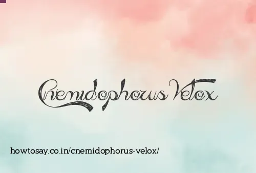 Cnemidophorus Velox