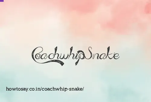 Coachwhip Snake