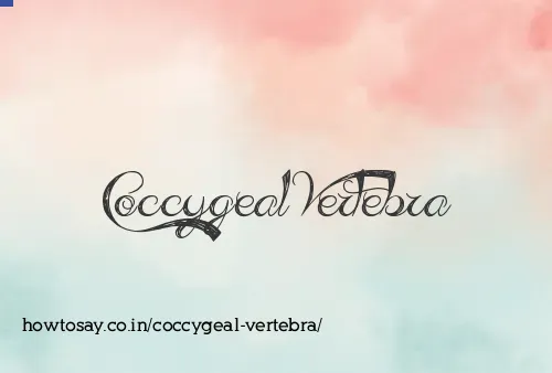 Coccygeal Vertebra