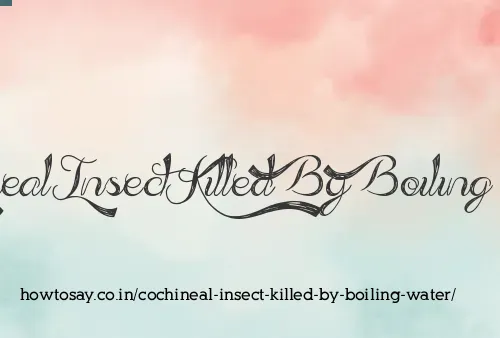 Cochineal Insect Killed By Boiling Water