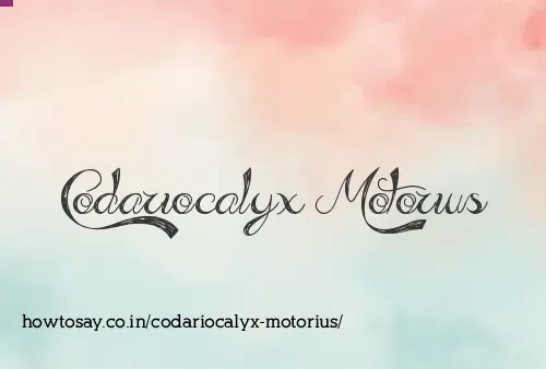 Codariocalyx Motorius