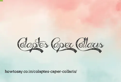 Colaptes Caper Collaris