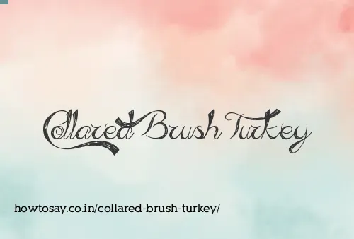 Collared Brush Turkey