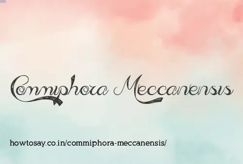 Commiphora Meccanensis