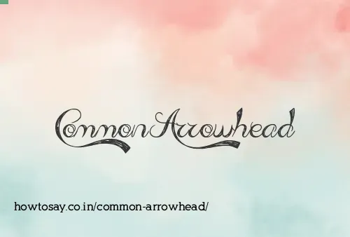 Common Arrowhead