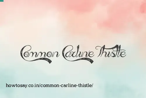 Common Carline Thistle