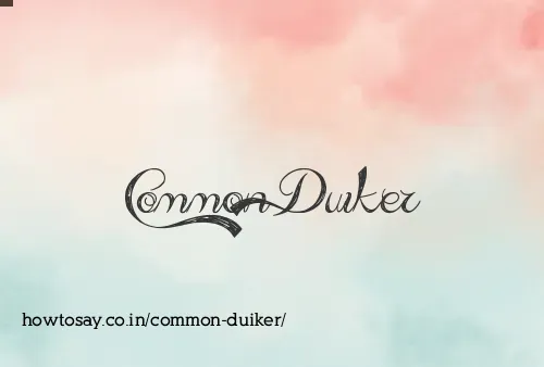 Common Duiker