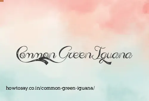 Common Green Iguana