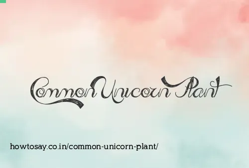 Common Unicorn Plant