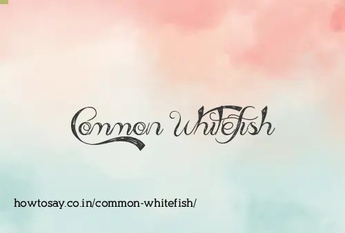 Common Whitefish