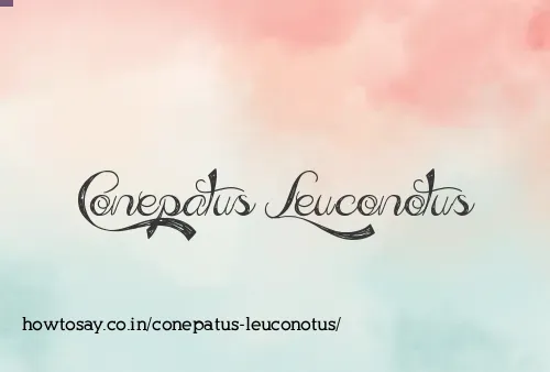 Conepatus Leuconotus