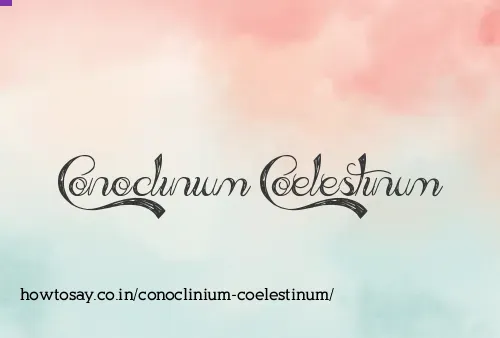 Conoclinium Coelestinum