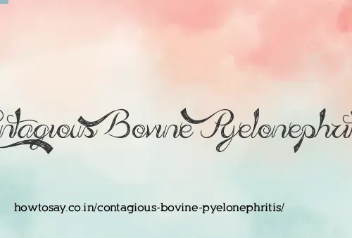 Contagious Bovine Pyelonephritis