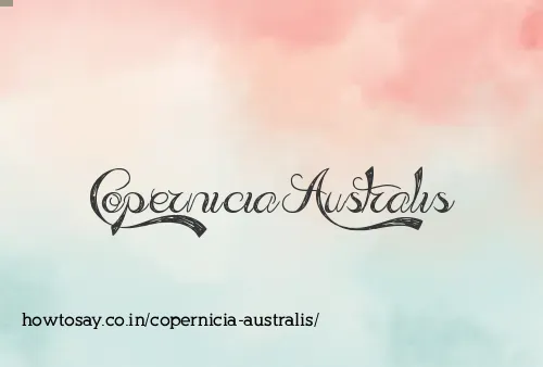 Copernicia Australis