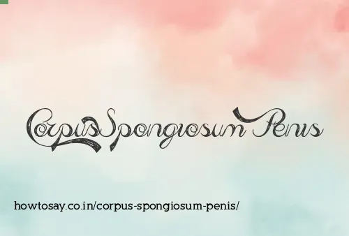 Corpus Spongiosum Penis