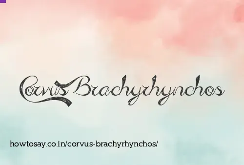 Corvus Brachyrhynchos