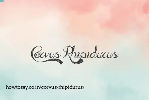 Corvus Rhipidurus