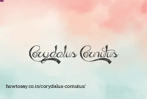 Corydalus Cornutus