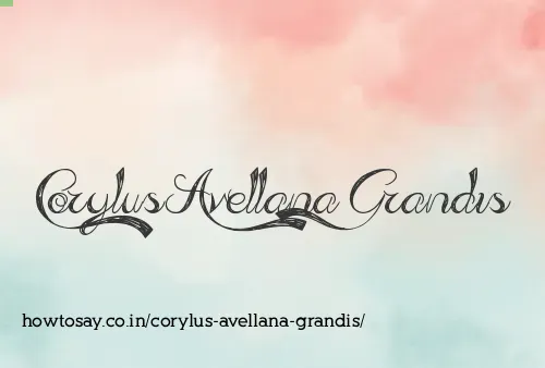 Corylus Avellana Grandis