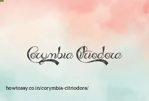 Corymbia Citriodora