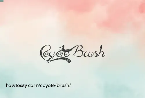 Coyote Brush