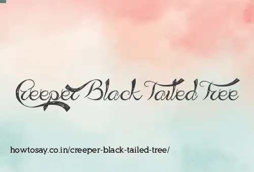Creeper Black Tailed Tree