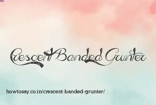 Crescent Banded Grunter