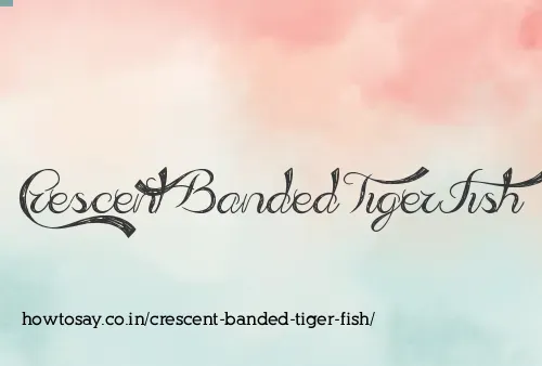 Crescent Banded Tiger Fish