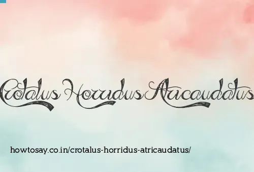 Crotalus Horridus Atricaudatus