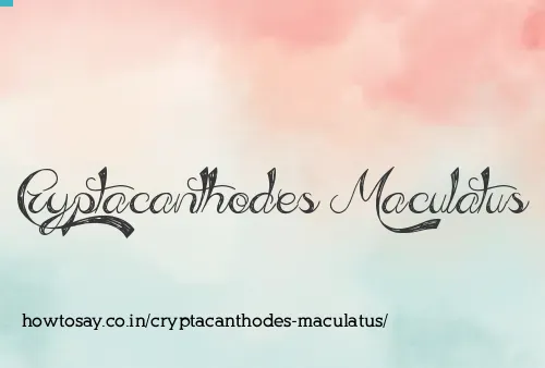 Cryptacanthodes Maculatus