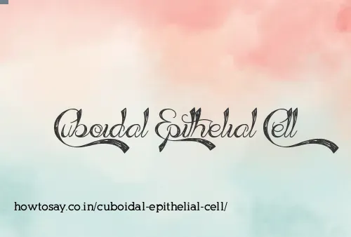 Cuboidal Epithelial Cell