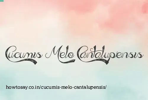 Cucumis Melo Cantalupensis