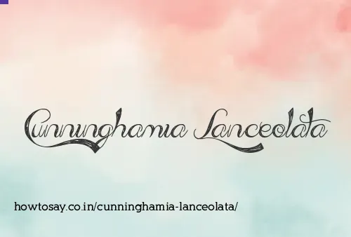 Cunninghamia Lanceolata