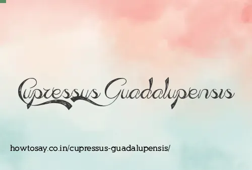 Cupressus Guadalupensis