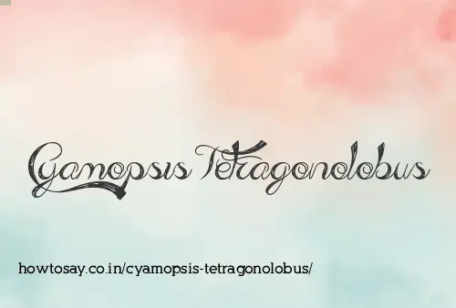 Cyamopsis Tetragonolobus
